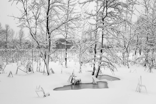 Great Swamp National Wildlife Refuge March 2015 (0315SA).jpg